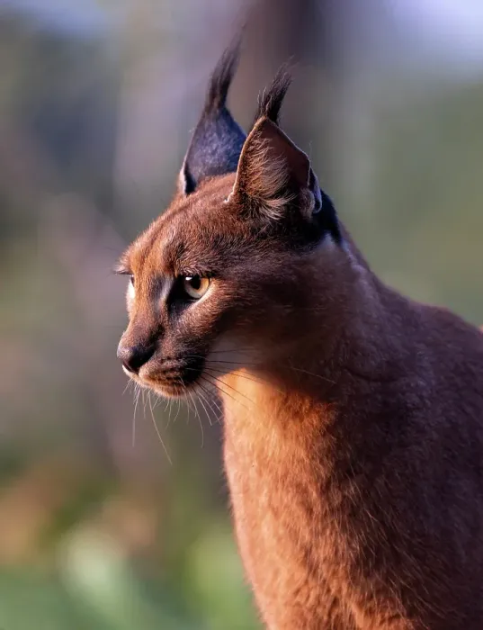 Framed Print : Caracal, Zimanga Private Game Reserve, Natal, South Africa Framed Print : Caracal, Zimanga Private Game Reserve, Natal, South Africa