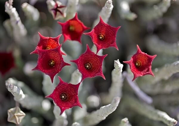 Caralluma socotrana, a beautiful succulent plant found only in Kenyas Magadi region