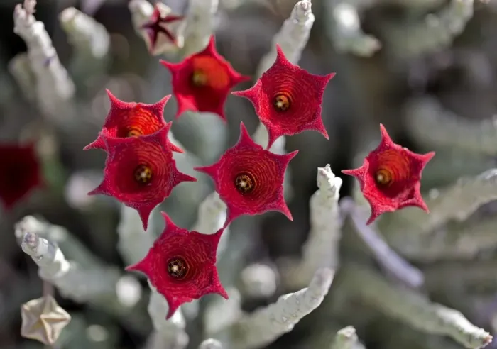 Framed Print : Caralluma socotrana, a beautiful succulent plant found only in Kenyas Magadi region Framed Print : Caralluma socotrana, a beautiful succulent plant found only in Kenyas Magadi region
