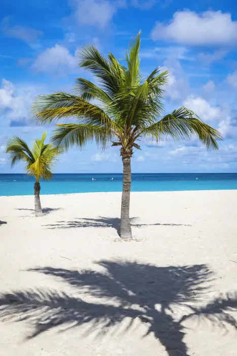 Framed Print : Caribbean, Aruba, Oranjestad, Palm trees on Eagle Beach Framed Print : Caribbean, Aruba, Oranjestad, Palm trees on Eagle Beach