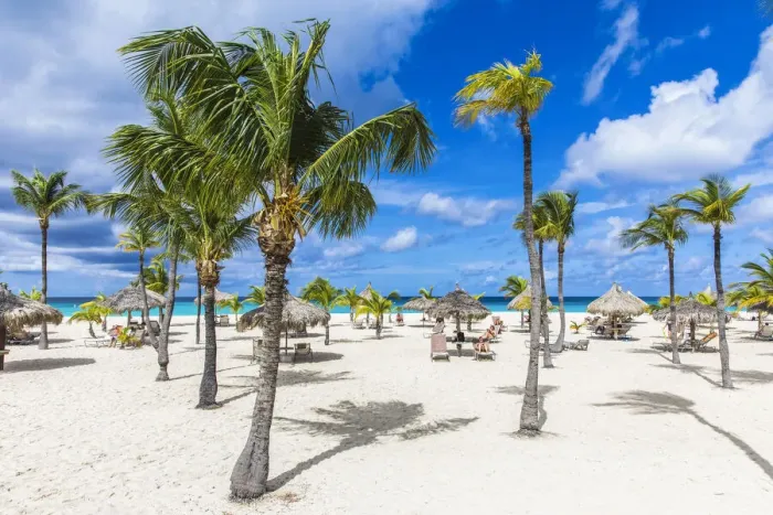 Framed Print : Caribbean, Aruba, Oranjestad, Palm trees on Eagle Beach Framed Print : Caribbean, Aruba, Oranjestad, Palm trees on Eagle Beach