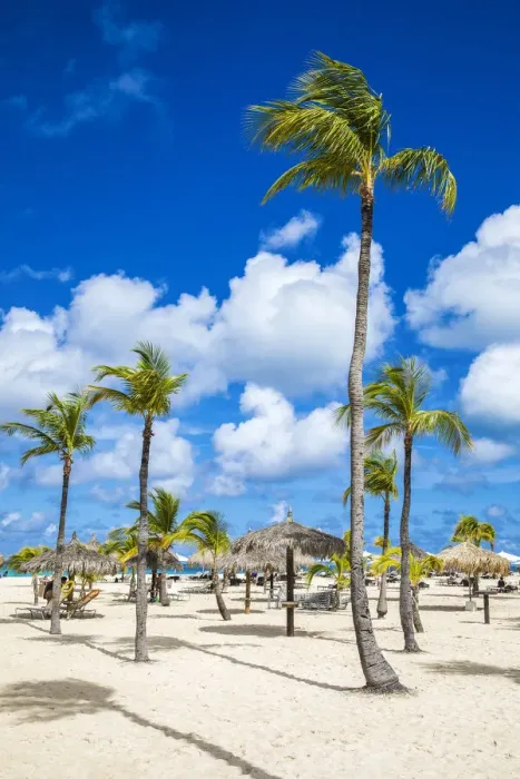 Framed Print : Caribbean, Aruba, Oranjestad, Palm trees on Eagle Beach Framed Print : Caribbean, Aruba, Oranjestad, Palm trees on Eagle Beach