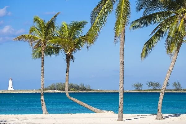 Caribbean, Bahamas, Providence Island, Nassau, Palm trees on white sand beach with