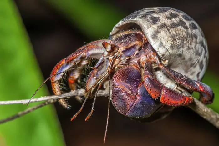Framed Print : Caribbean Hermit Crab (Coenobita clypeatus), also known as Soldier Crab, Cayman Brac, Cayman Islands, British West Indies Framed Print : Caribbean Hermit Crab (Coenobita clypeatus), also known as Soldier Crab, Cayman Brac, Cayman Islands, British West Indies