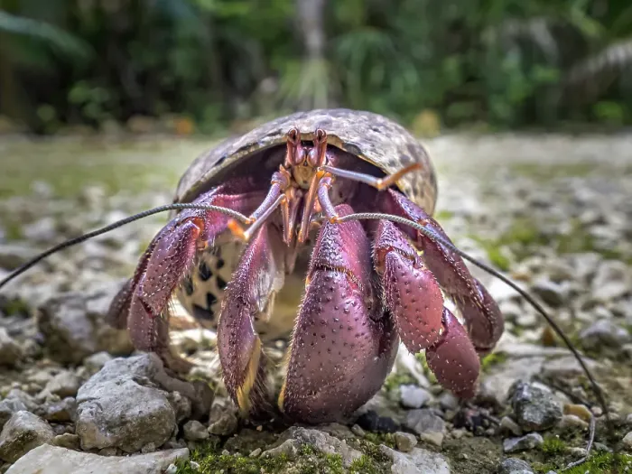 Framed Print : Caribbean Hermit Crab (Coenobita clypeatus), Grand Cayman, Cayman Islands, British West Indies Framed Print : Caribbean Hermit Crab (Coenobita clypeatus), Grand Cayman, Cayman Islands, British West Indies