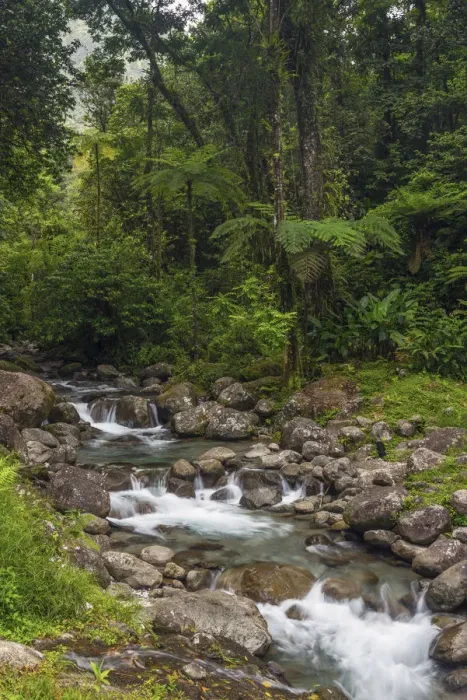Framed Print : Caribbean, Martinique, Route de la Trace, Riviere Blanche, Alma Waterfall at Pont Framed Print : Caribbean, Martinique, Route de la Trace, Riviere Blanche, Alma Waterfall at Pont