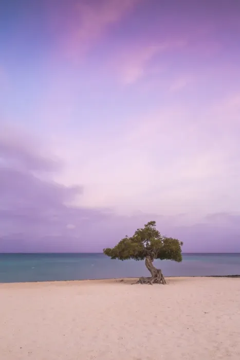 Framed Print : Caribbean, Netherland Antilles, Aruba, Divi Divi Tree on Eagle Beach Framed Print : Caribbean, Netherland Antilles, Aruba, Divi Divi Tree on Eagle Beach
