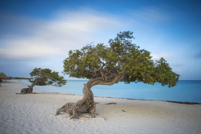 Framed Print : Caribbean, Netherland Antilles, Aruba, Divi Divi Trees on Eagle Beach Framed Print : Caribbean, Netherland Antilles, Aruba, Divi Divi Trees on Eagle Beach