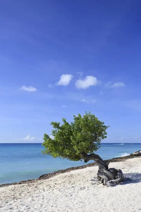 Framed Print : Caribbean, Netherland Antilles, Aruba, Divi Divi Tree on Eagle Beach Framed Print : Caribbean, Netherland Antilles, Aruba, Divi Divi Tree on Eagle Beach