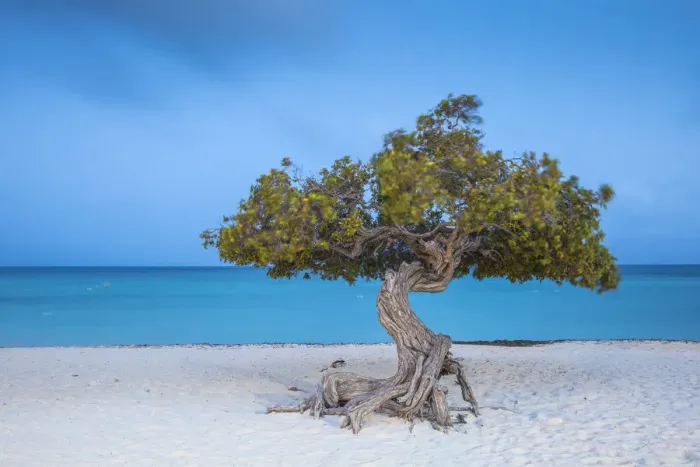Framed Print : Caribbean, Netherland Antilles, Aruba, Divi Divi Tree on Eagle Beach Framed Print : Caribbean, Netherland Antilles, Aruba, Divi Divi Tree on Eagle Beach