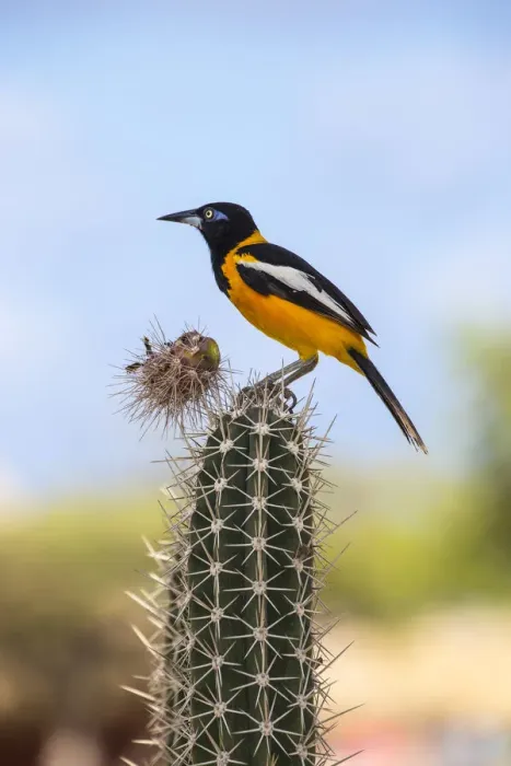 Framed Print : Caribbean, Netherland Antilles, Aruba, Troupial bird - a large Oriole on top of cactus Framed Print : Caribbean, Netherland Antilles, Aruba, Troupial bird - a large Oriole on top of cactus