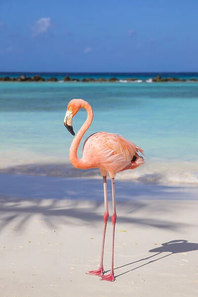 Caribbean, Netherland Antilles, Aruba, Renaissance Island, Flamingo beach