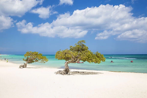 Caribbean, Netherland Antilles, Aruba, Divi Divi Trees on Eagle Beach