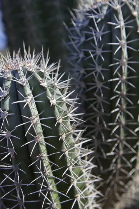 Framed Print : Caribbean, Netherland Antilles, Aruba, Cactus detail Framed Print : Caribbean, Netherland Antilles, Aruba, Cactus detail