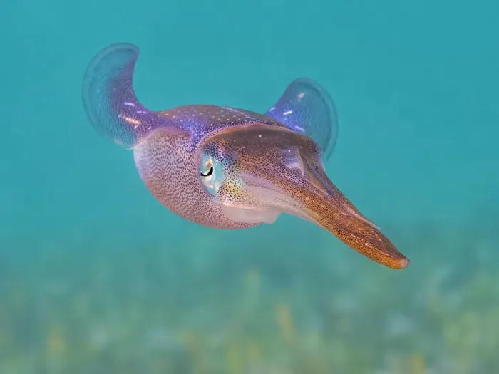 Framed Print : Caribbean Reef Squid (Sepioteuthis sepioidea), Grand Cayman, Cayman Islands, British West Indies Framed Print : Caribbean Reef Squid (Sepioteuthis sepioidea), Grand Cayman, Cayman Islands, British West Indies