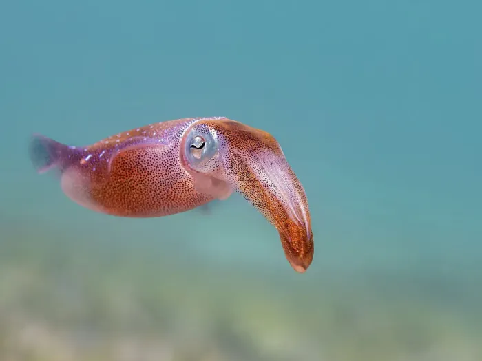 Framed Print : Caribbean Reef Squid (Sepioteuthis sepioidea), Grand Cayman, Cayman Islands, British West Indies Framed Print : Caribbean Reef Squid (Sepioteuthis sepioidea), Grand Cayman, Cayman Islands, British West Indies
