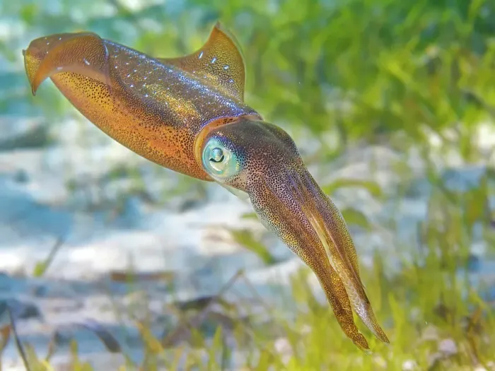 Framed Print : Caribbean Reef Squid (Sepioteuthis sepioidea), Grand Cayman, Cayman Islands, British West Indies Framed Print : Caribbean Reef Squid (Sepioteuthis sepioidea), Grand Cayman, Cayman Islands, British West Indies