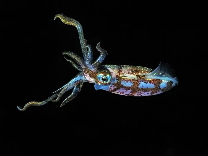 Framed Print : Caribbean Reef Squid (Sepioteuthis sepioidea), Grand Cayman, Cayman Islands, British West Indies Framed Print : Caribbean Reef Squid (Sepioteuthis sepioidea), Grand Cayman, Cayman Islands, British West Indies