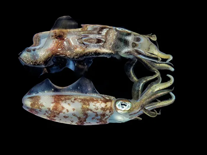 Framed Print : Caribbean Reef Squid (Sepioteuthis sepioidea), Grand Cayman, Cayman Islands, British West Indies Framed Print : Caribbean Reef Squid (Sepioteuthis sepioidea), Grand Cayman, Cayman Islands, British West Indies
