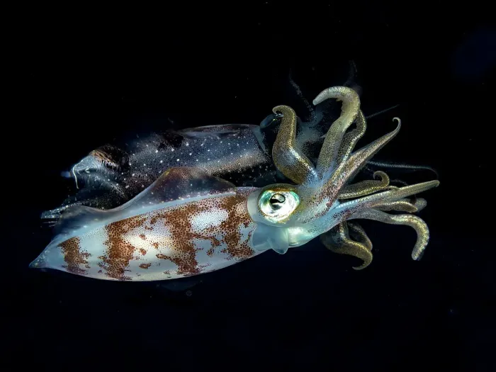 Framed Print : Caribbean Reef Squid (Sepioteuthis sepioidea), Grand Cayman, Cayman Islands, British West Indies Framed Print : Caribbean Reef Squid (Sepioteuthis sepioidea), Grand Cayman, Cayman Islands, British West Indies