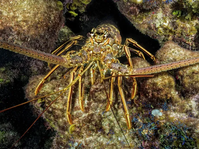 Framed Print : Caribbean Spiny Lobster (Panulirus argus), Grand Cayman, Cayman Islands, British West Indies Framed Print : Caribbean Spiny Lobster (Panulirus argus), Grand Cayman, Cayman Islands, British West Indies