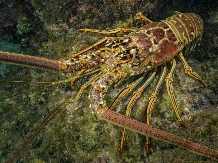 Framed Print : Caribbean Spiny Lobster (Panulirus argus), Grand Cayman, Cayman Islands, British West Indies Framed Print : Caribbean Spiny Lobster (Panulirus argus), Grand Cayman, Cayman Islands, British West Indies