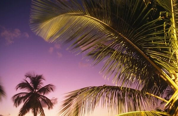 Caribbean, St Lucia. Sunset through palms on the island of St Lucia