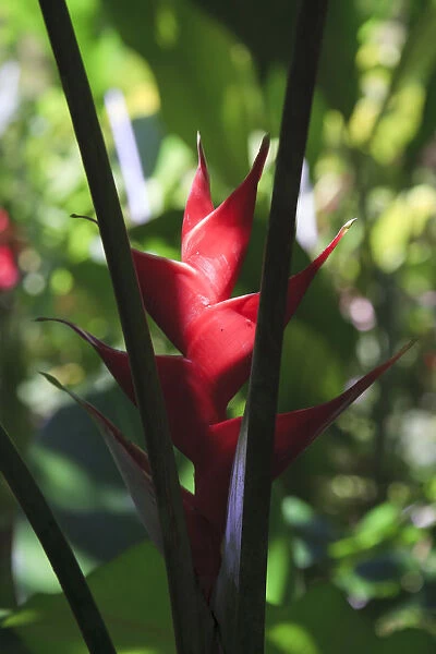 Caribbean, St Lucia, Diamond Botanical Gardens, Heliconia Flower (Heliconia Caribaea)