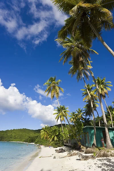 Caribbean, US Virgin Islands, St. John, Cinnamon Bay beach and palms