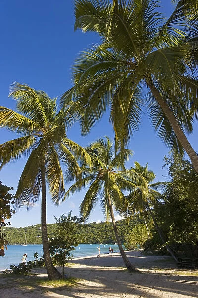 Caribbean, US Virgin Islands, St. Thomas, Palms and beach at Magens Bay, the most