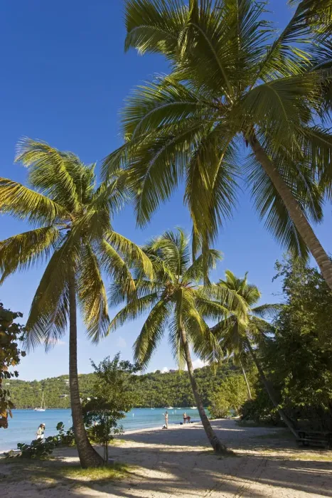 Framed Print : Caribbean, US Virgin Islands, St. Thomas, Palms and beach at Magens Bay, the most Framed Print : Caribbean, US Virgin Islands, St. Thomas, Palms and beach at Magens Bay, the most