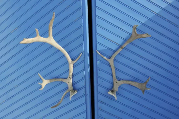 Framed Print : Caribou antlers, Norway