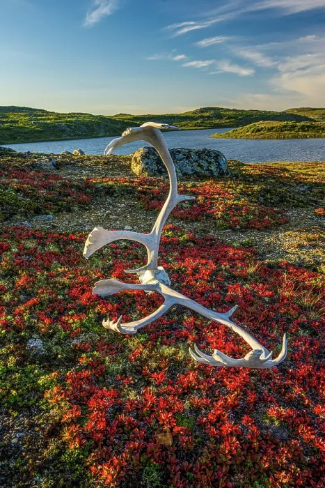 Framed Print : Caribou antlers in the tundra, Tasiujaq, Nunavik, Canada Framed Print : Caribou antlers in the tundra, Tasiujaq, Nunavik, Canada