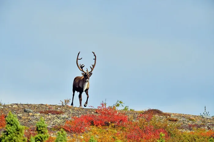 Framed Print : Caribou (Rangifer Tarandus) Bull in autumn migration, Arctic Haven Lodge, Ennadai Lake, Nunavut Territory, Canada Framed Print : Caribou (Rangifer Tarandus) Bull in autumn migration, Arctic Haven Lodge, Ennadai Lake, Nunavut Territory, Canada
