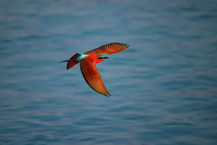 Framed Print : Carmine Bee Eater, Mana Pools National Park, Zimbabwe Framed Print : Carmine Bee Eater, Mana Pools National Park, Zimbabwe