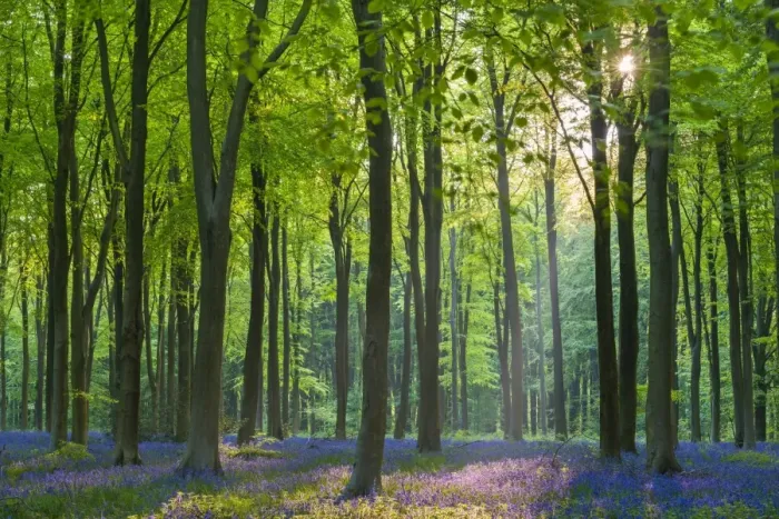 Framed Print : Carpet of flowering bluebells in a deciduous wood, West Woods, Marlborough, Wiltshire, England Framed Print : Carpet of flowering bluebells in a deciduous wood, West Woods, Marlborough, Wiltshire, England