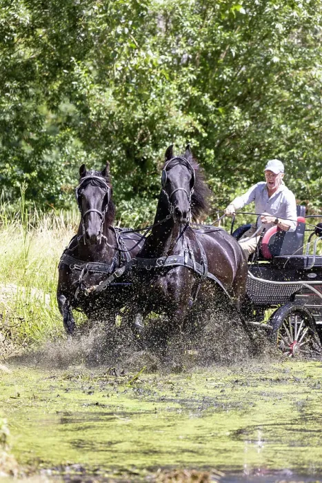 Framed Print : A carriage driver steers two Friesian horses through water, Friesland, North Netherlands Framed Print : A carriage driver steers two Friesian horses through water, Friesland, North Netherlands