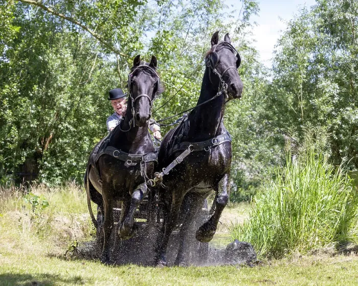 Framed Print : A carriage driver steers two Friesian horses through water, Friesland, North Netherlands Framed Print : A carriage driver steers two Friesian horses through water, Friesland, North Netherlands