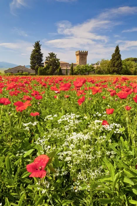 Framed Print : Casa Picchiata & Field of Poppies, near Pienza, Tuscany, Italy Framed Print : Casa Picchiata & Field of Poppies, near Pienza, Tuscany, Italy