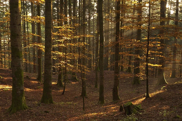 Casentinesi forest, Tuscany, Italy. The last rays into the forest