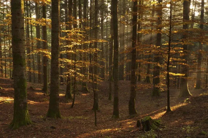 Framed Print : Casentinesi forest, Tuscany, Italy. The last rays into the forest Framed Print : Casentinesi forest, Tuscany, Italy. The last rays into the forest
