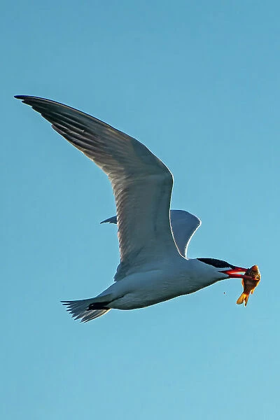 Caspian tern (Hydroprogne caspia) in flight with fish (prey) Winnipeg, Manitoba, Canada
