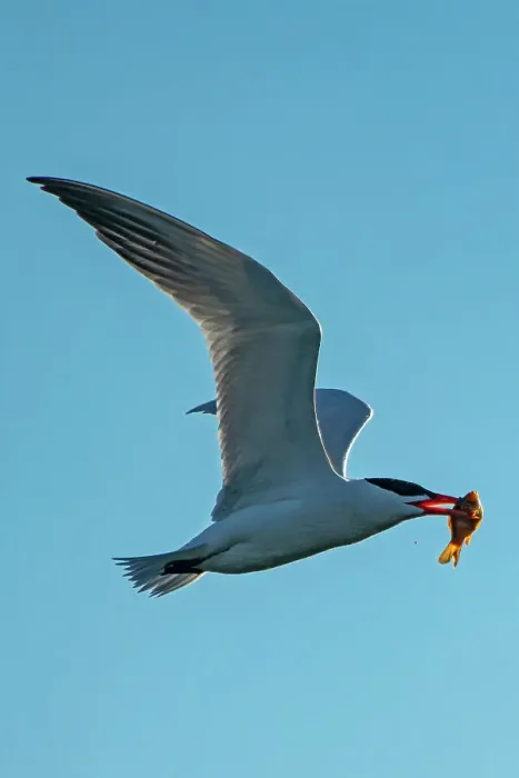 Framed Print : Caspian tern (Hydroprogne caspia) in flight with fish (prey) Winnipeg, Manitoba, Canada