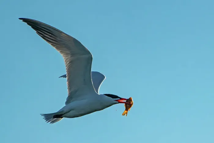 Framed Print : Caspian tern (Hydroprogne caspia) in flight with fish (prey) Winnipeg Manitoba, Canada Framed Print : Caspian tern (Hydroprogne caspia) in flight with fish (prey) Winnipeg Manitoba, Canada