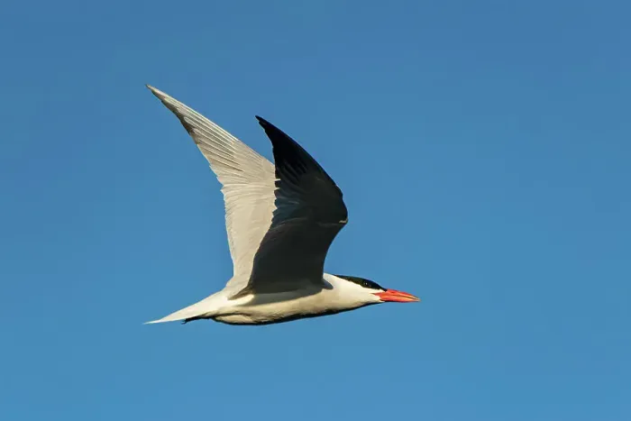 Framed Print : Caspian tern (Hydroprogne caspia) in flight Winnipeg, Manitoba, Canada Framed Print : Caspian tern (Hydroprogne caspia) in flight Winnipeg, Manitoba, Canada