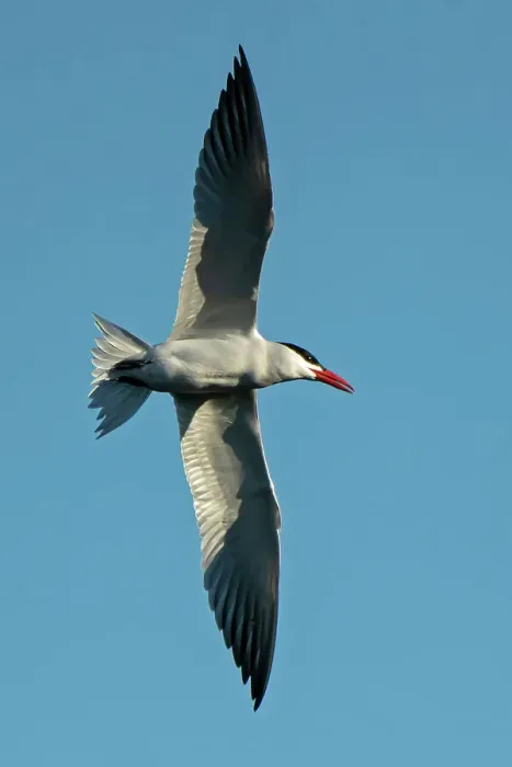 Framed Print : Caspian tern (Hydroprogne caspia) in flight Winnipeg, Manitoba, Canada Framed Print : Caspian tern (Hydroprogne caspia) in flight Winnipeg, Manitoba, Canada