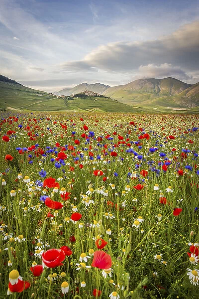 Castelluccio di Norcia, Umbria, Italy. Piana Grande Valley landscape full of flowers