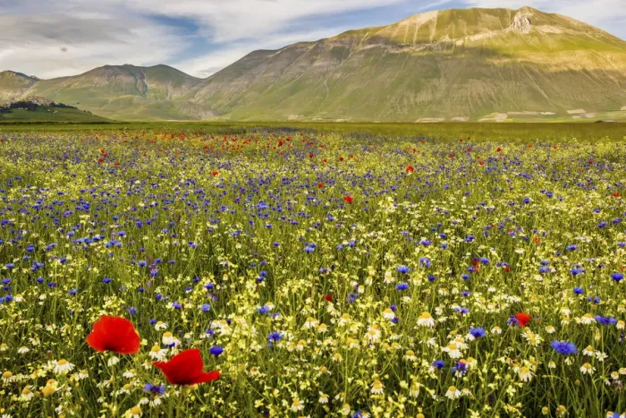 Framed Print : Castelluccio di Norcia, Umbria, Italy. Piana Grande Valley landscape full of flowers Framed Print : Castelluccio di Norcia, Umbria, Italy. Piana Grande Valley landscape full of flowers