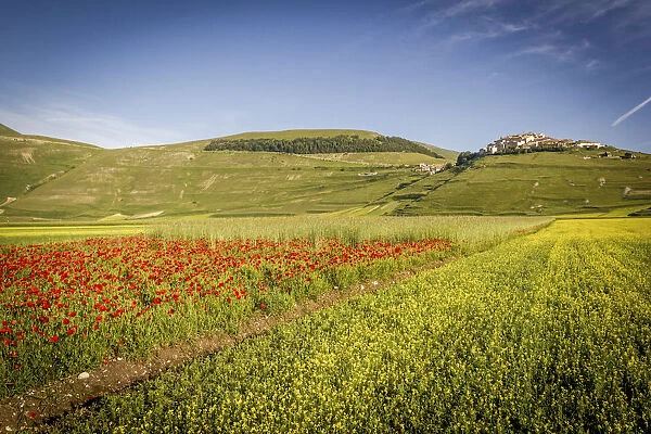Castelluccio di Norcia, Umbria, Italy. Piana Grande Valley landscape full of flowers