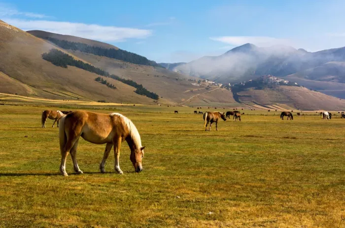 Framed Print : Castelluccio di Norcia, Umbria region, Perugia province, Italy, Europe Framed Print : Castelluccio di Norcia, Umbria region, Perugia province, Italy, Europe